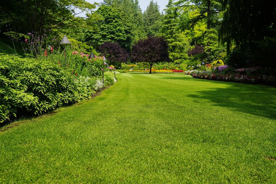 Gazonul - O privire de ansamblu asupra unui covor verde perfect